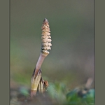 Až já budu velká, bude ze mě přeslička...