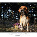 Strážca fialových kvietkov