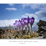 Šafrány spod Kráľovej hole