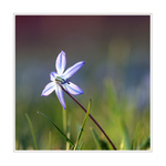 modrá je barva naděje