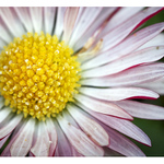 ...slnko v lupenoch...