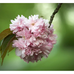 ...gulko-machulko...