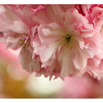 ...vesmir je ruzowyyyyy....