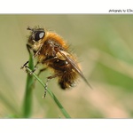 ... První jarní hmyzák ...