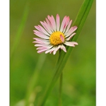 ... Když se sedmikráska opírá :) ...