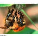 ... Hlavou dolů ...