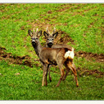 ...která hlava je moje...???