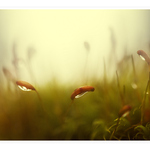 ***tak trochu mechu II ***