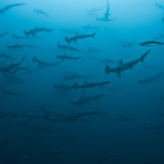 Pár kladivounů :-)