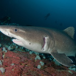 Žralok ostrozubý - Odontaspis ferox