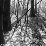 ..linie lesa...