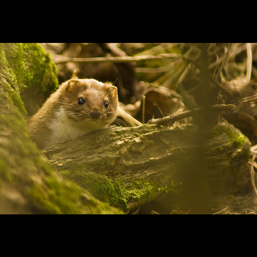 Lasica myšožravá (Mustela nivalis)