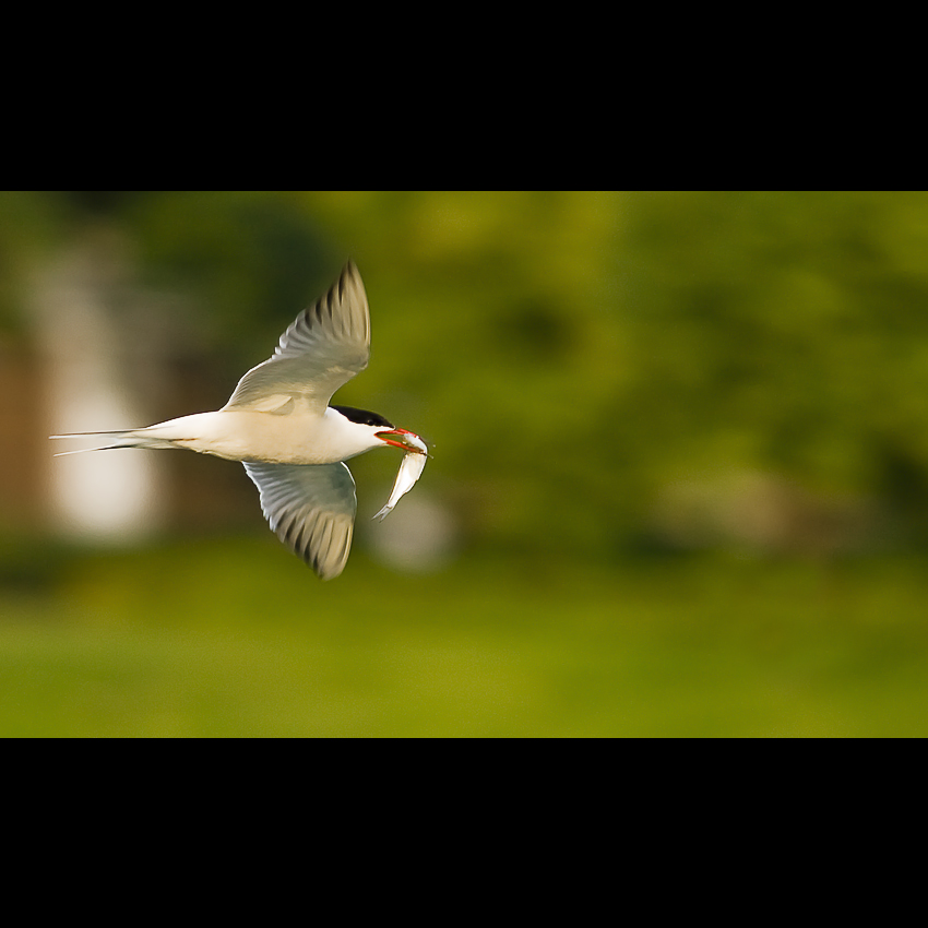 Rybár riečny (Sterna hirundo)