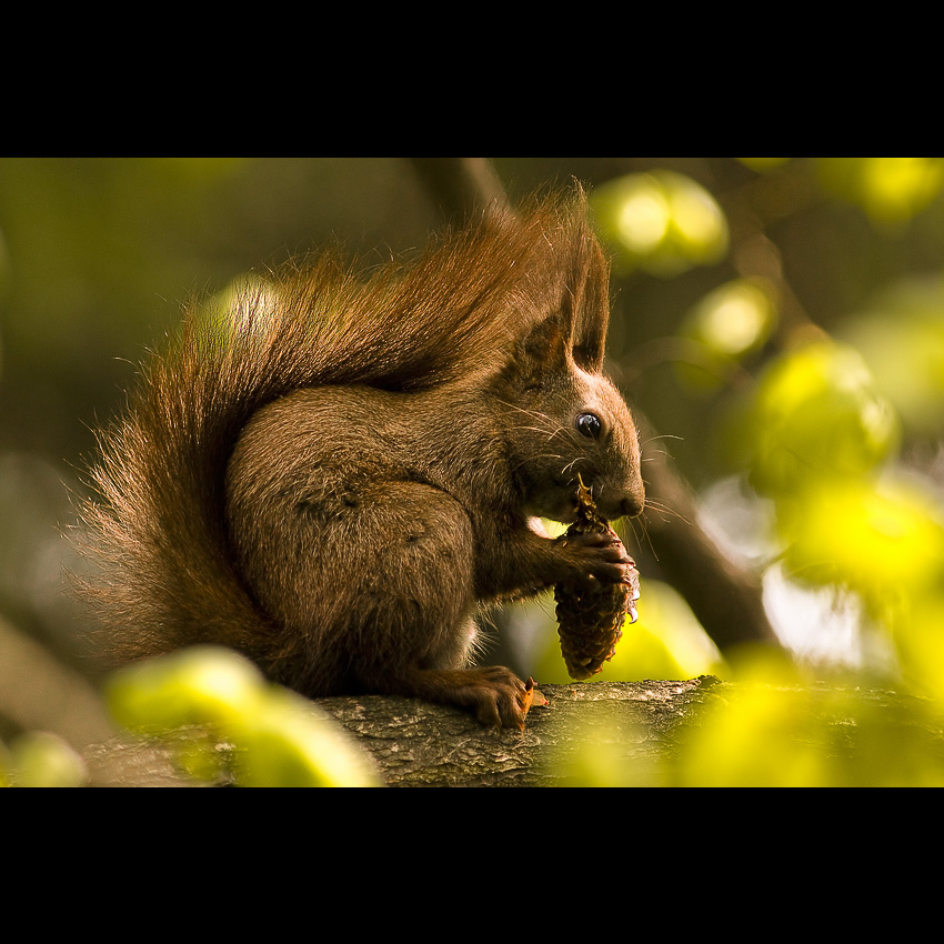 Veverica stromová (Sciurus vulgaris)