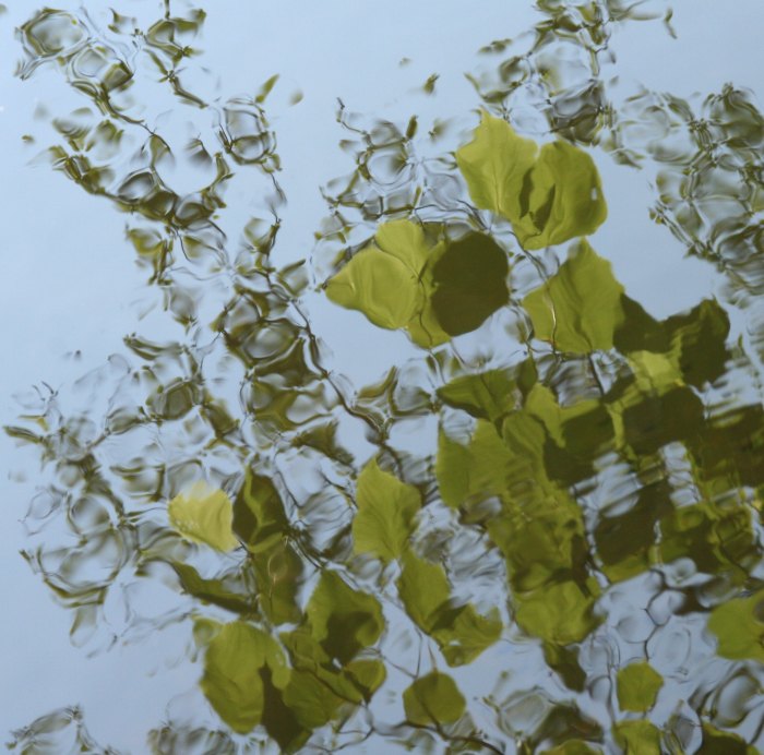 Něžná píseň stromů...