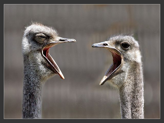 duet