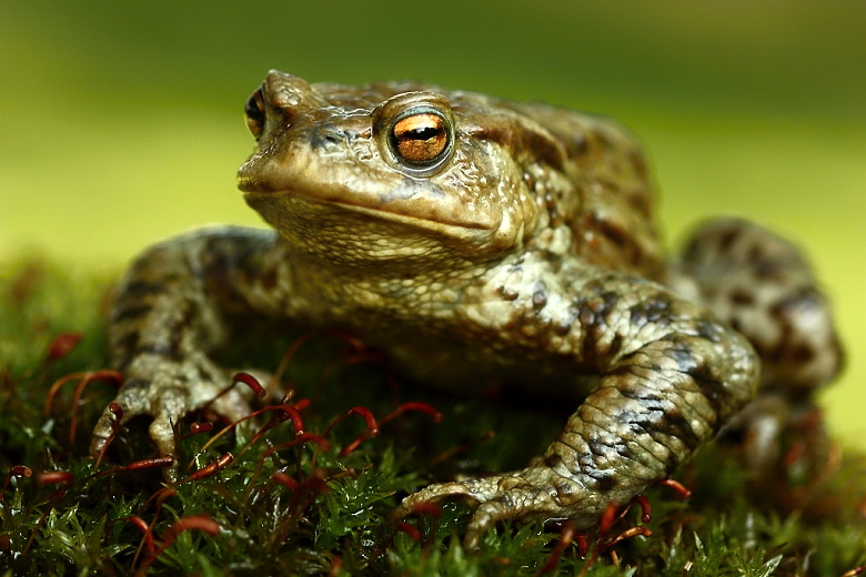 Bufo bufo - 01