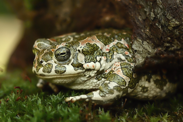 Bufo viridis - 4