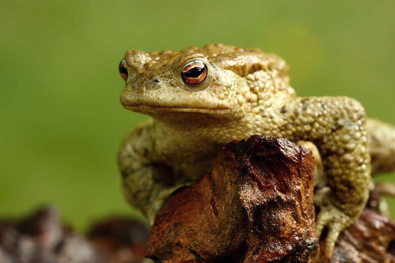 Bufo bufo - 05