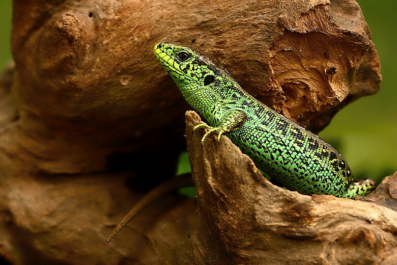 Lacerta agilis - 1