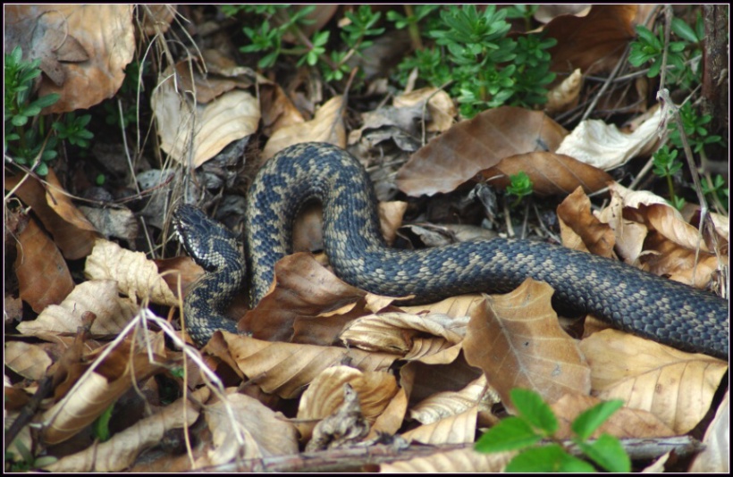 Vipera