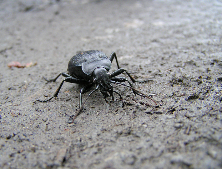 Carabus