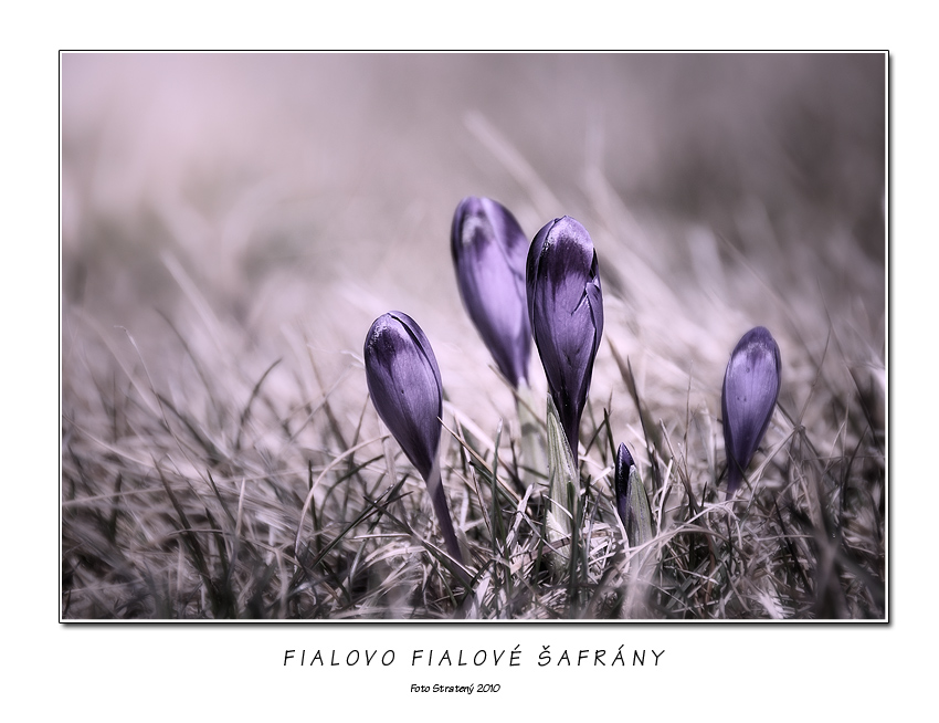 Fialovo fialové šafrány
