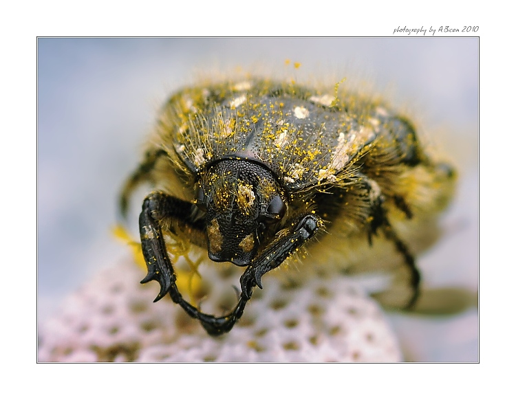 ... Zlatohlávek skvrnitý (Oxythyrea funesta) ...