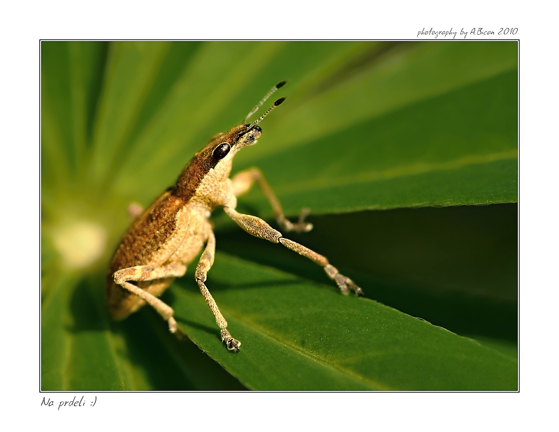 ... Na prdeli :) ...