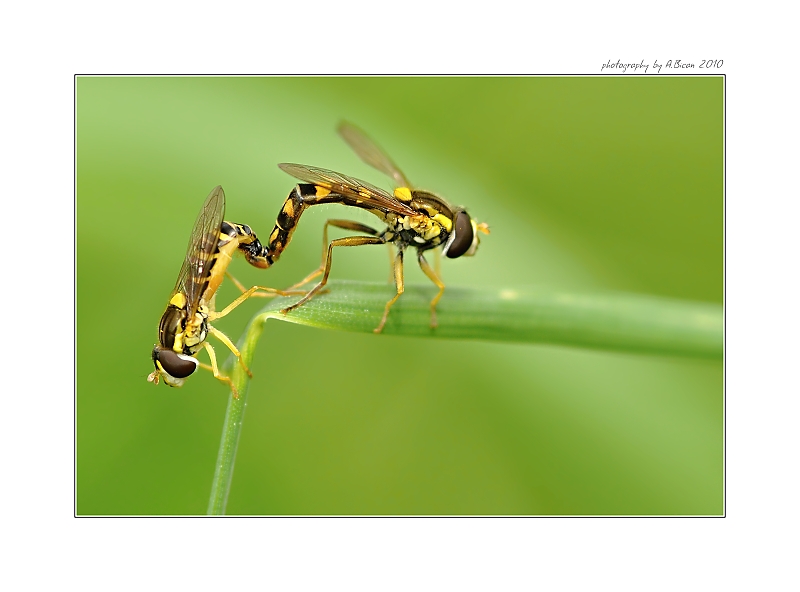 ... Pestřenky - spojení ...
