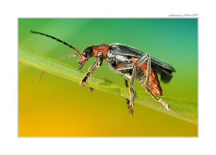 ... Páteříček obecný (Cantharis rustica) ...