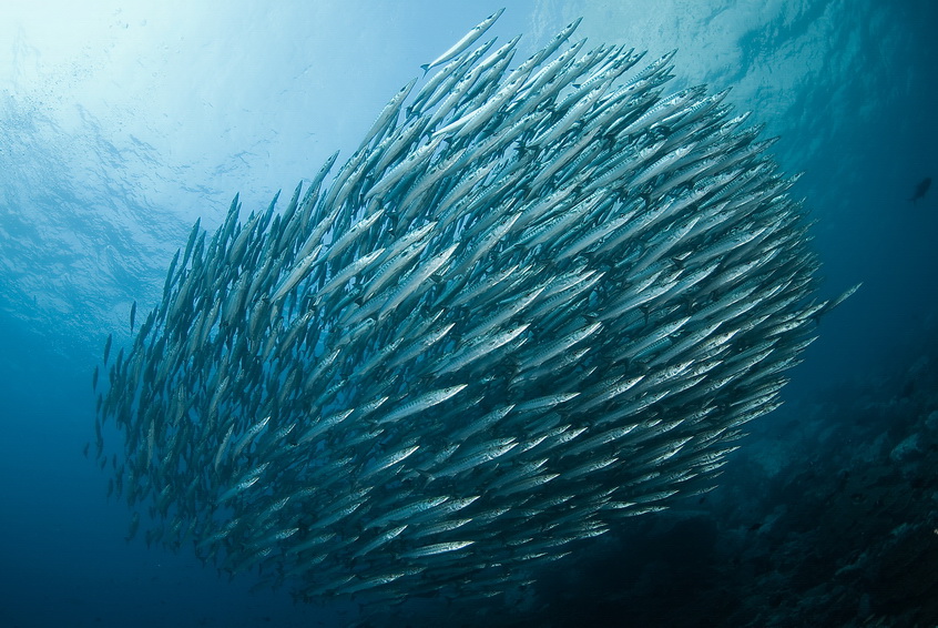 Barracudy