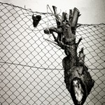 Srdeční záležitost