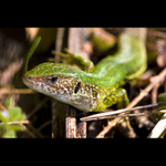 Jašterica zelená (Lacerta viridis)