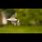 Rybár riečny (Sterna hirundo)