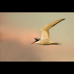 Rybár riečny (Sterna hirundo)