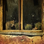 kocúr cgudobného človeka