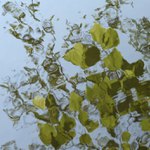 Něžná píseň stromů...