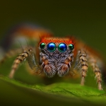 Zafírový pohľad (Saitis Barbipes)