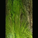 Vrásčitá tvář stáří