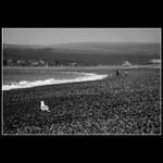 A seagull in Seaford