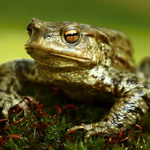 Bufo bufo - 01