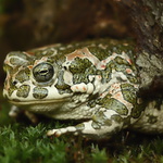 Bufo viridis - 4