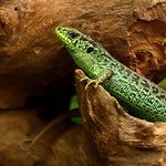 Lacerta agilis - 1