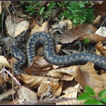 Vipera