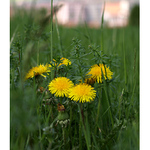 Smetanka lékařská