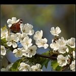 ...Jarní probuzení...