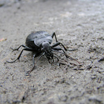 Carabus