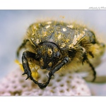 ... Zlatohlávek skvrnitý (Oxythyrea funesta) ...