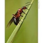 ... Okřídlený ...